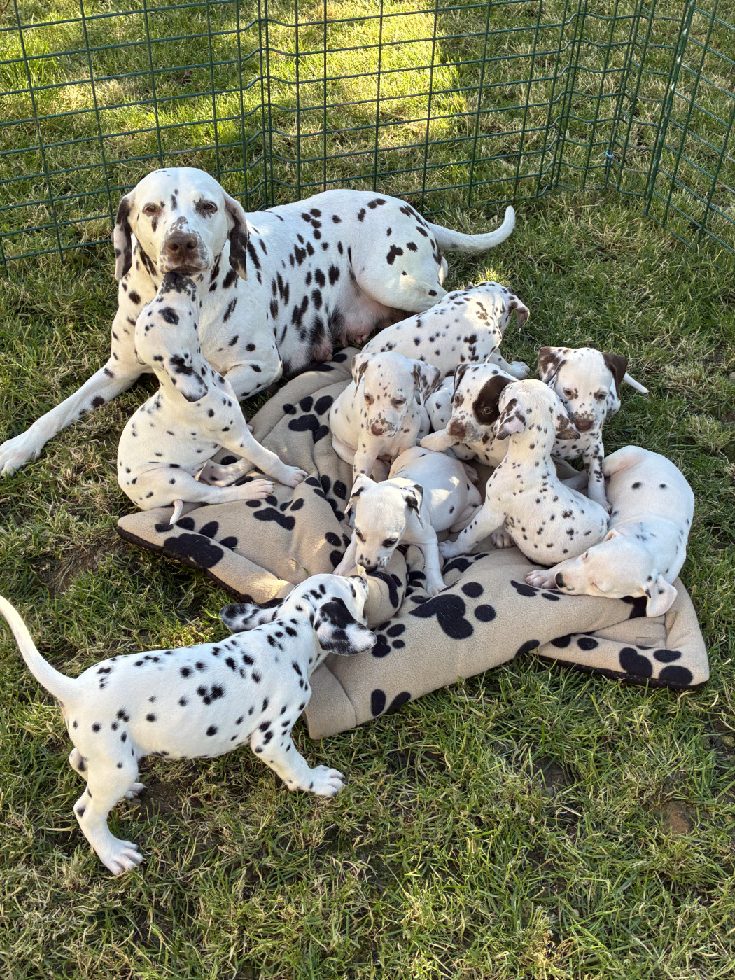 Des Pattes De Lys - Dalmatien - Portée née le 09/04/2026