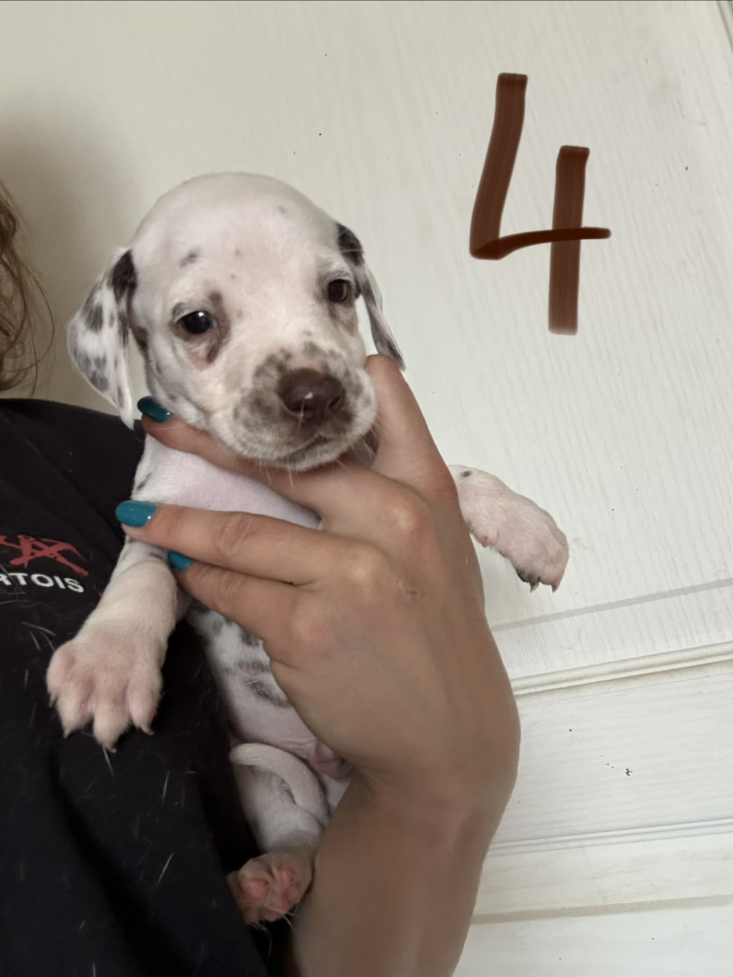 Des Pattes De Lys - Chiots disponibles - Dalmatien