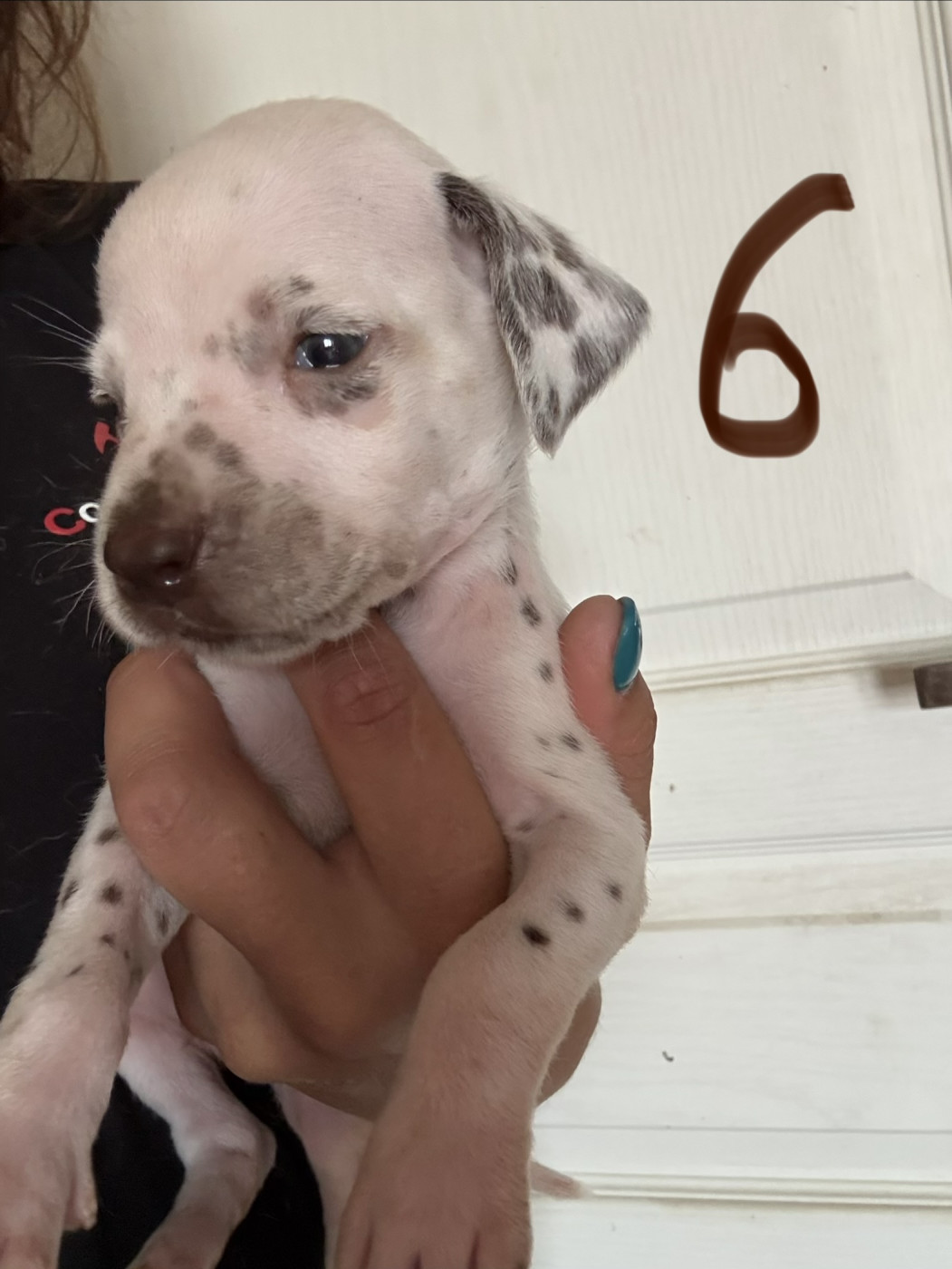 Des Pattes De Lys - Chiots disponibles - Dalmatien
