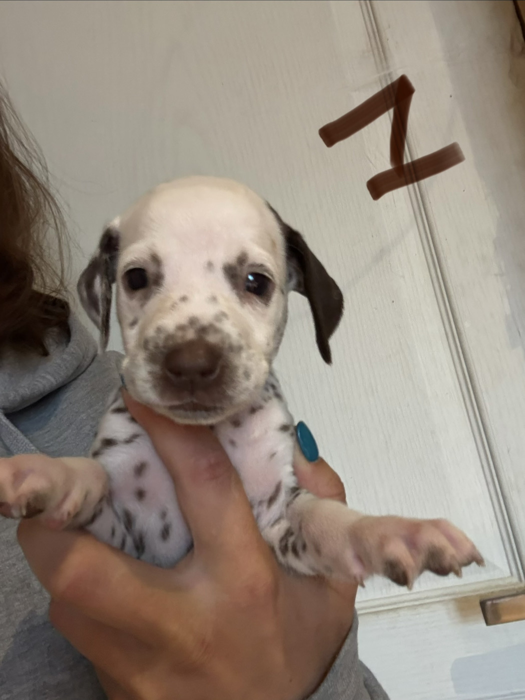 Des Pattes De Lys - Chiots disponibles - Dalmatien