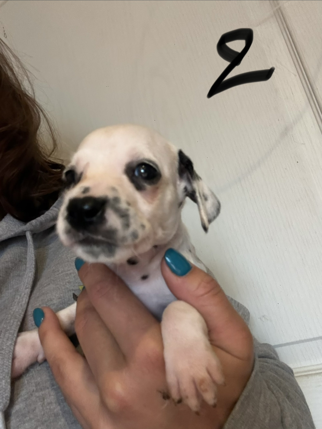Des Pattes De Lys - Chiots disponibles - Dalmatien