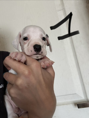 Chiot N°1
