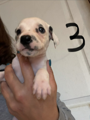 Chiot N°3