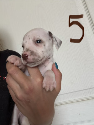Chiot N°5