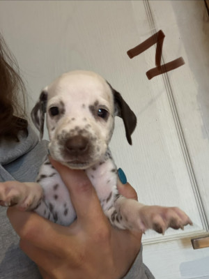 Chiot N°7