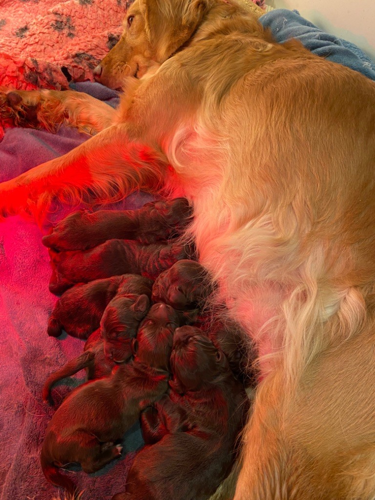 Chiot Chien d'Oysel allemand Des Pattes De Lys